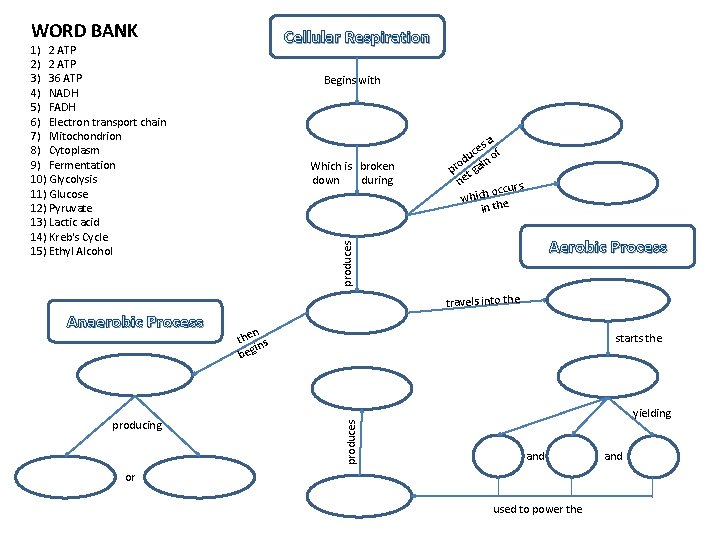 WORD BANK Cellular Respiration 1) 2 ATP 2) 2 ATP 3) 36 ATP 4)