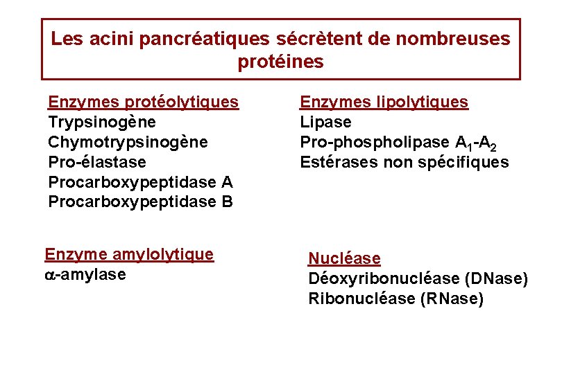 Les acini pancréatiques sécrètent de nombreuses protéines Enzymes protéolytiques Trypsinogène Chymotrypsinogène Pro-élastase Procarboxypeptidase A