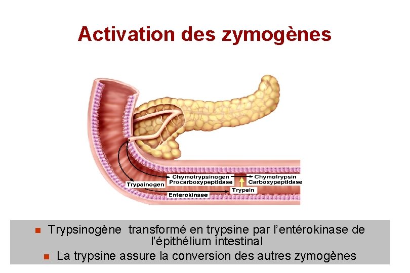 Activation des zymogènes n Trypsinogène transformé en trypsine par l’entérokinase de l’épithélium intestinal n
