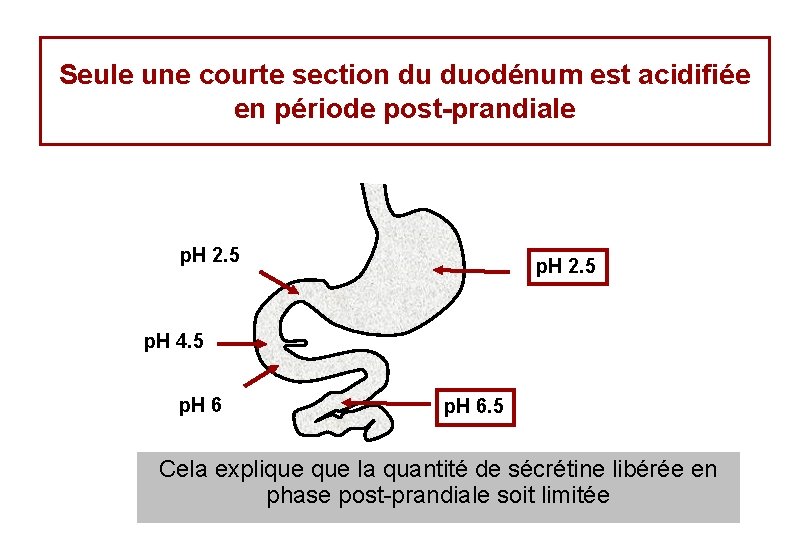 Seule une courte section du duodénum est acidifiée en période post-prandiale p. H 2.