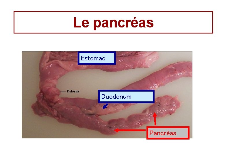 Le pancréas Estomac Duodenum Pancréas 