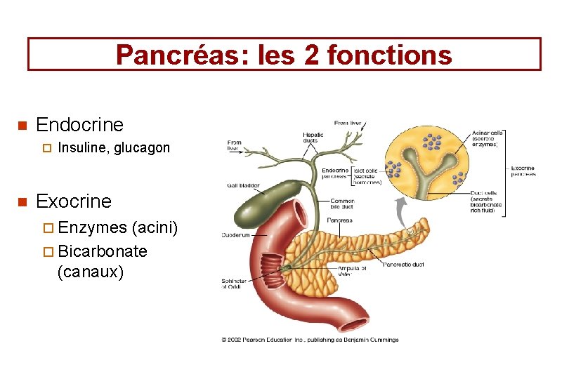 Pancréas: les 2 fonctions n Endocrine ¨ n Insuline, glucagon Exocrine ¨ Enzymes (acini)