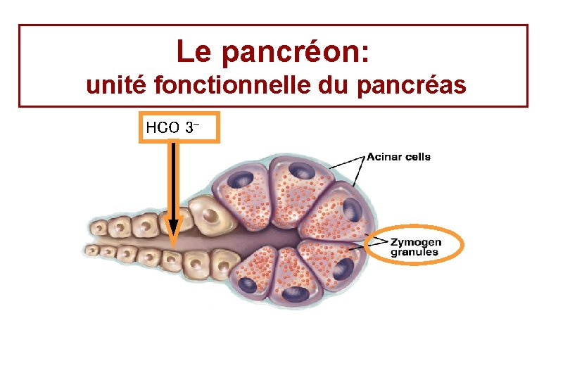 Le pancréon: unité fonctionnelle du pancréas HCO 3 - 