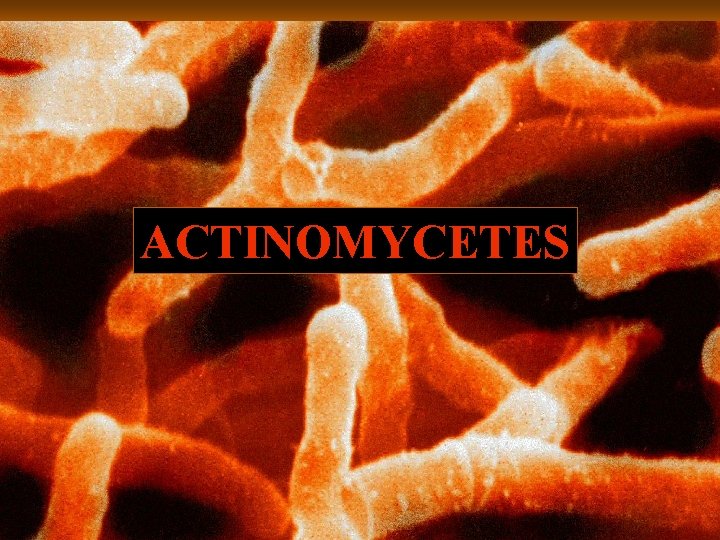 ACTINOMYCETES 