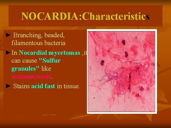 NOCARDIA: Characteristics ► Branching, beaded, filamentous bacteria ►In Nocardial mycetomas , it can cause