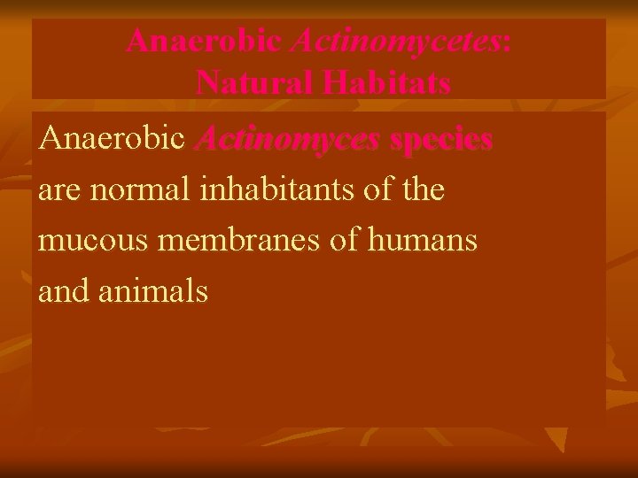 Anaerobic Actinomycetes: Natural Habitats Anaerobic Actinomyces species are normal inhabitants of the mucous membranes