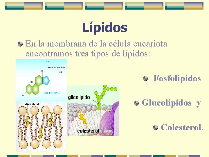 Lípidos En la membrana de la célula eucariota encontramos tres tipos de lípidos: Fosfolípidos