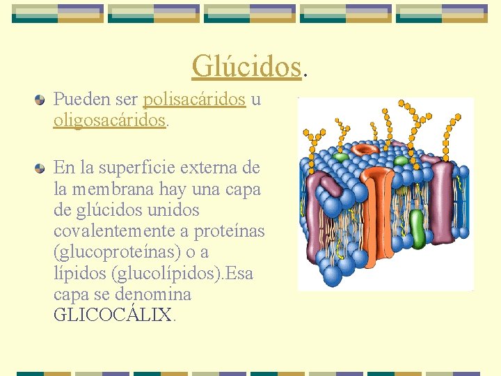 Glúcidos. Pueden ser polisacáridos u oligosacáridos. En la superficie externa de la membrana hay