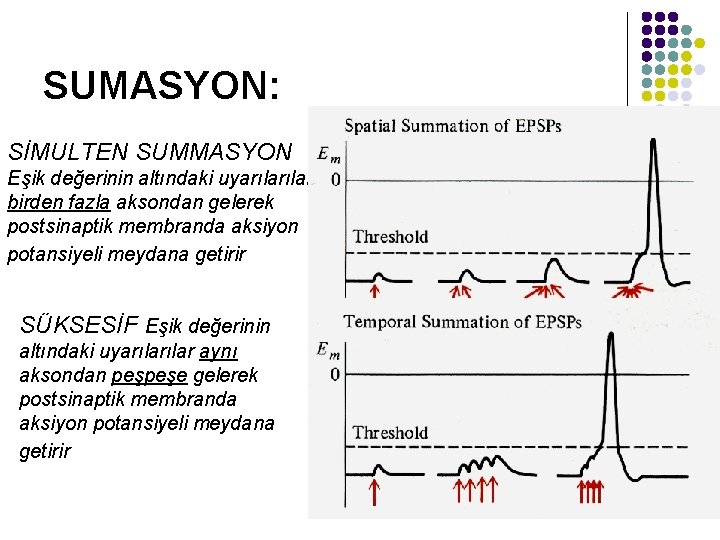 SUMASYON: SİMULTEN SUMMASYON Eşik değerinin altındaki uyarılar birden fazla aksondan gelerek postsinaptik membranda aksiyon