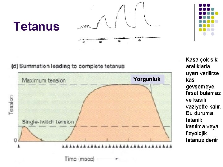 Tetanus Yorgunluk Kasa çok sık aralıklarla uyarı verilirse kas gevşemeye fırsat bulamaz ve kasılı