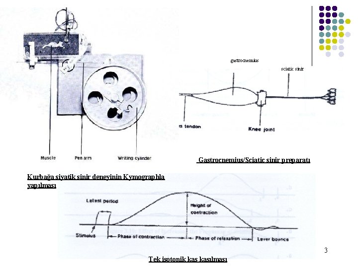 gastrocnemius sciatic sinir Gastrocnemius/Sciatic sinir preparatı Kurbağa siyatik sinir deneyinin Kymographla yapılması 3 Tek