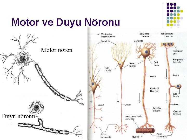 Motor ve Duyu Nöronu Motor nöron Duyu nöronu 