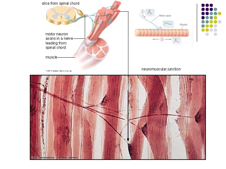 slice from spinal chord motor neuron axons in a nerve leading from spinal chord
