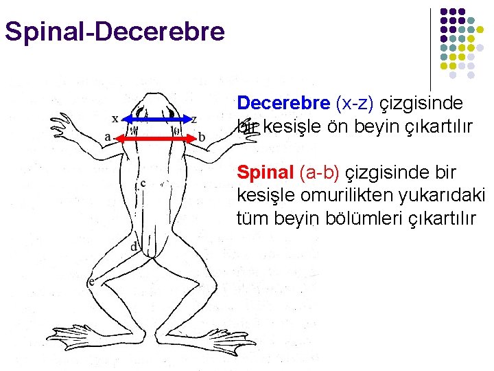 Spinal-Decerebre (x-z) çizgisinde bir kesişle ön beyin çıkartılır Spinal (a-b) çizgisinde bir kesişle omurilikten