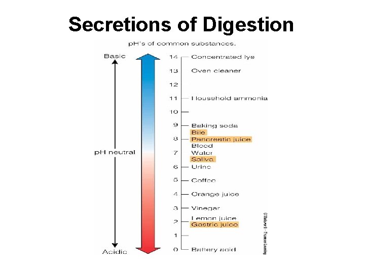 Secretions of Digestion 