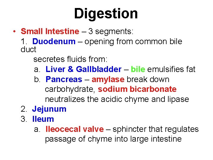 Digestion • Small Intestine – 3 segments: 1. Duodenum – opening from common bile