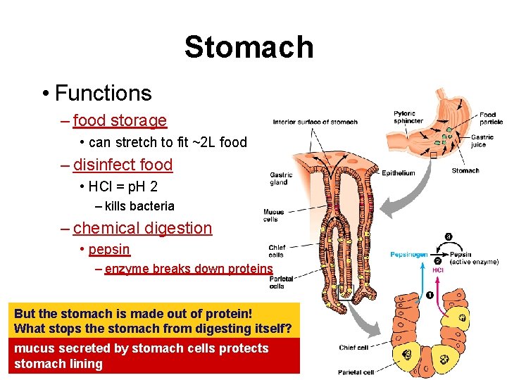 Stomach • Functions – food storage • can stretch to fit ~2 L food