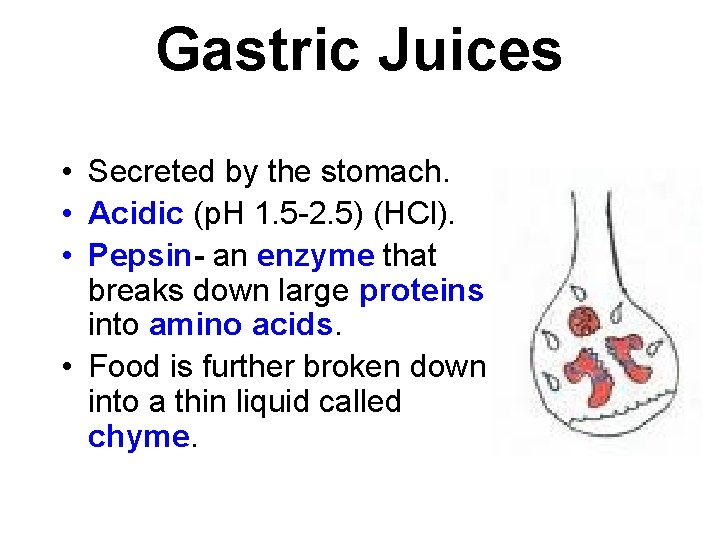 Gastric Juices • Secreted by the stomach. • Acidic (p. H 1. 5 -2.