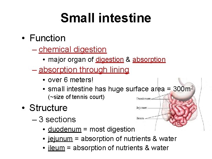 Small intestine • Function – chemical digestion • major organ of digestion & absorption