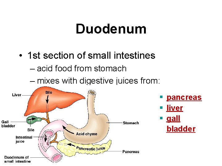 Duodenum • 1 st section of small intestines – acid food from stomach –
