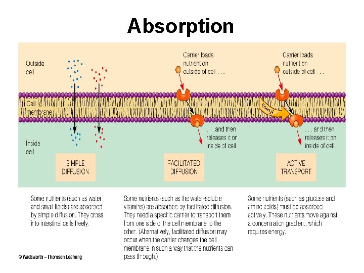 Absorption 