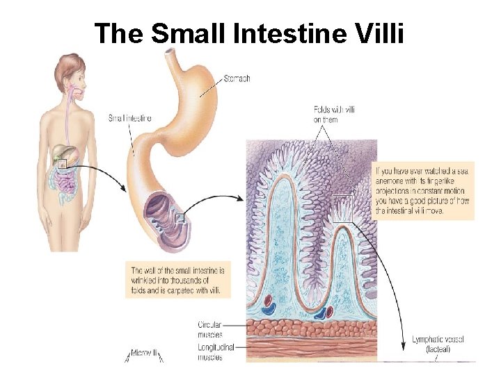 The Small Intestine Villi 