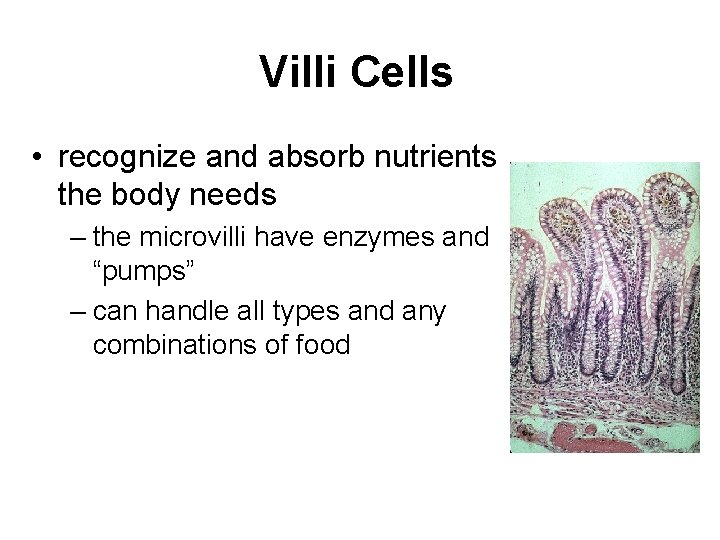 Villi Cells • recognize and absorb nutrients the body needs – the microvilli have