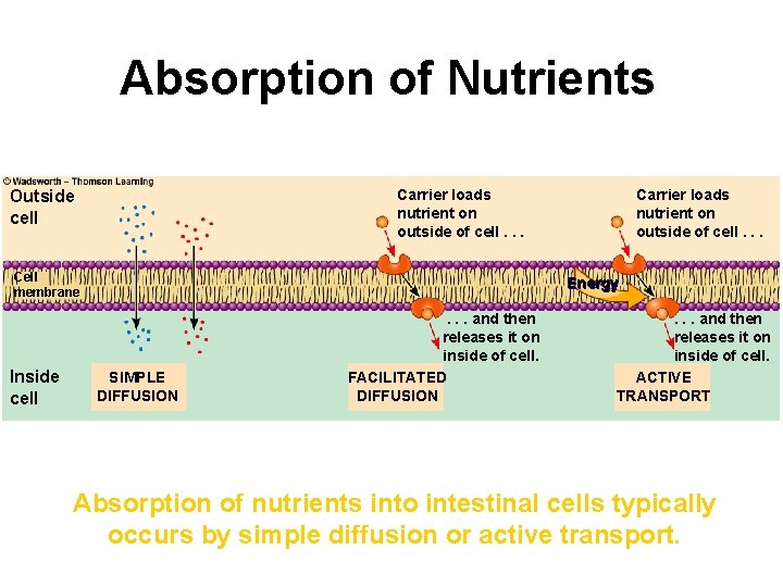 Absorption of Nutrients Carrier loads nutrient on outside of cell. . . Outside cell
