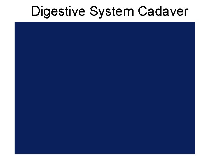 Digestive System Cadaver 