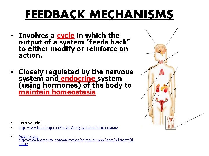 FEEDBACK MECHANISMS • Involves a cycle in which the output of a system “feeds