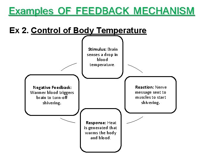 Examples OF FEEDBACK MECHANISM Ex 2. Control of Body Temperature Stimulus: Brain senses a Examples OF FEEDBACK MECHANISM Ex 2. Control of Body Temperature Stimulus: Brain senses a