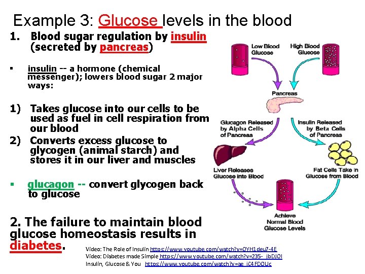 Example 3: Glucose levels in the blood 1. Blood sugar regulation by insulin (secreted