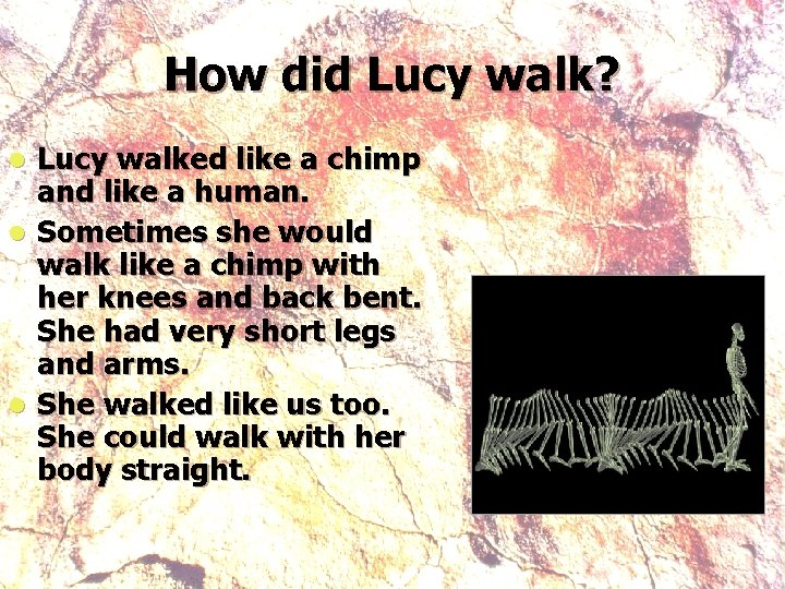 How did Lucy walk? Lucy walked like a chimp and like a human. l