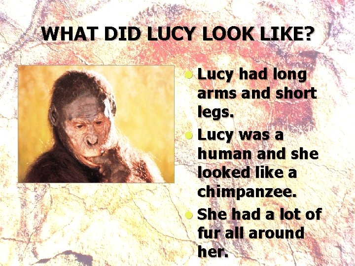 WHAT DID LUCY LOOK LIKE? l Lucy had long arms and short legs. l