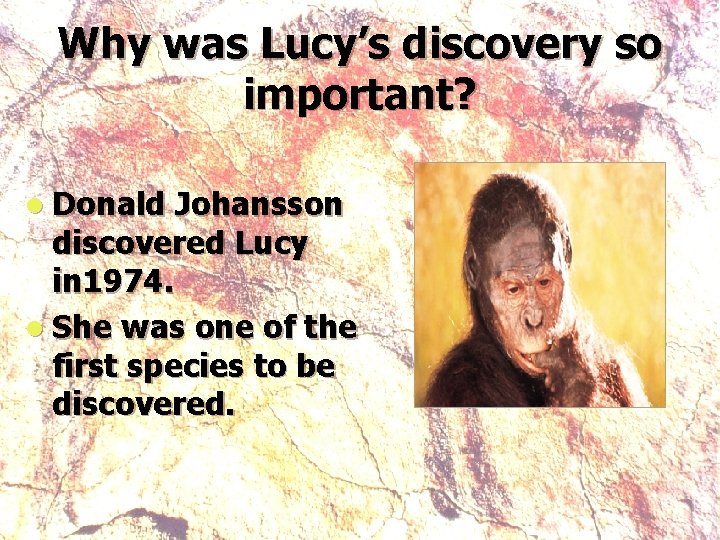 Why was Lucy’s discovery so important? l Donald Johansson discovered Lucy in 1974. l
