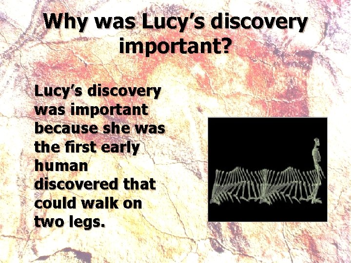 Why was Lucy’s discovery important? Lucy’s discovery was important because she was the first