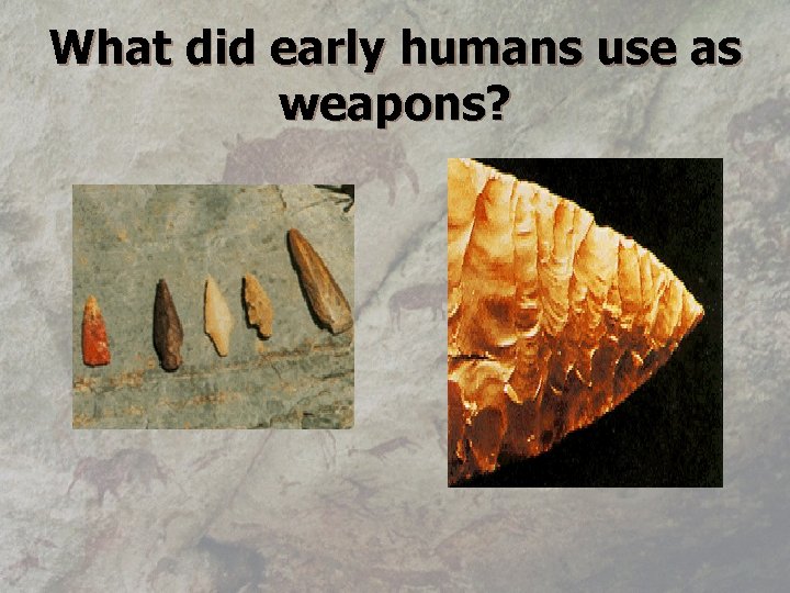 What did early humans use as weapons? 