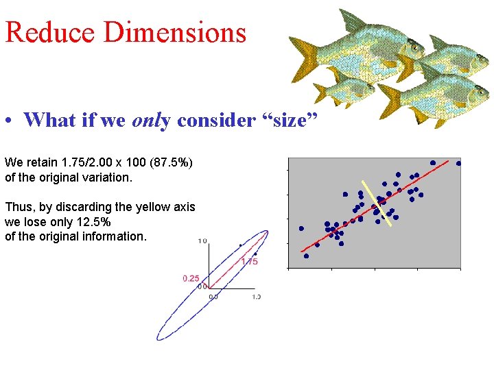 Reduce Dimensions • What if we only consider “size” We retain 1. 75/2. 00