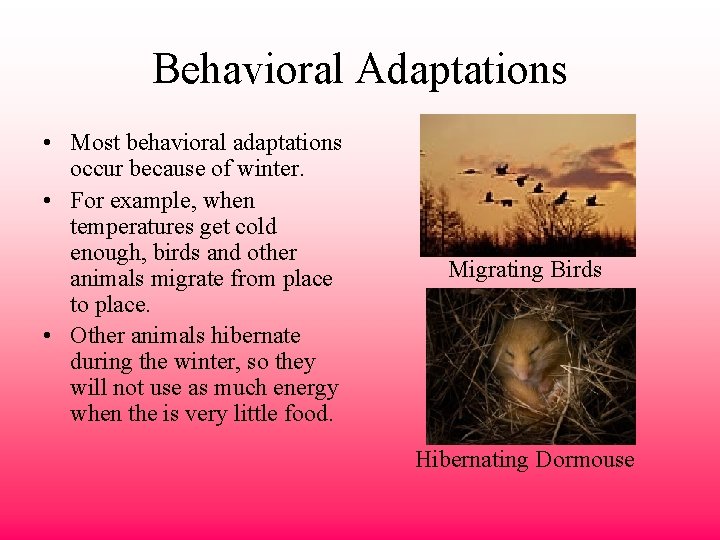 Behavioral Adaptations • Most behavioral adaptations occur because of winter. • For example, when