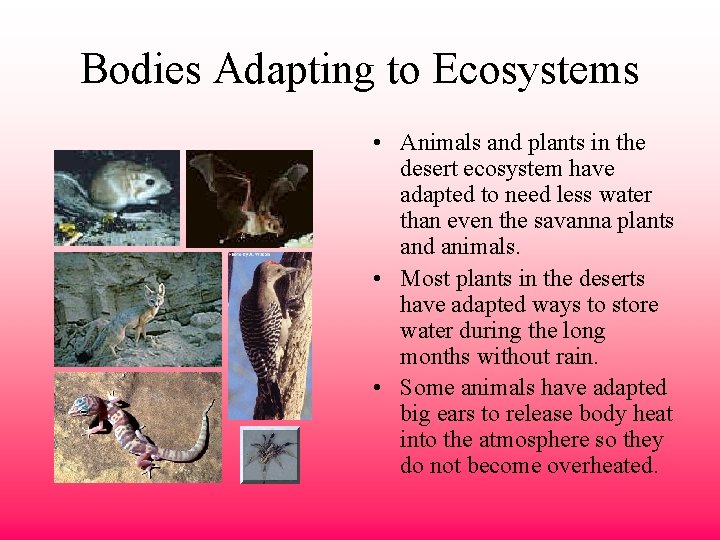 Bodies Adapting to Ecosystems • Animals and plants in the desert ecosystem have adapted