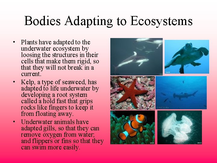 Bodies Adapting to Ecosystems • Plants have adapted to the underwater ecosystem by loosing