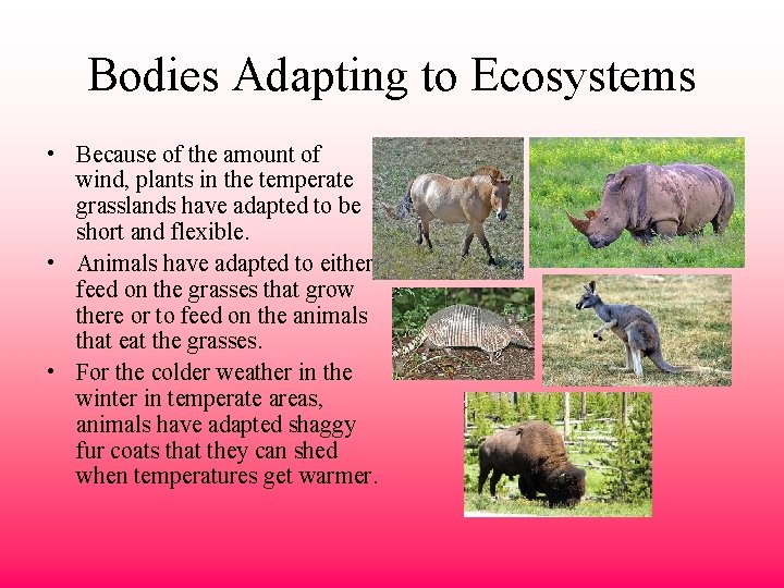 Bodies Adapting to Ecosystems • Because of the amount of wind, plants in the