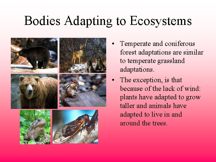 Bodies Adapting to Ecosystems • Temperate and coniferous forest adaptations are similar to temperate