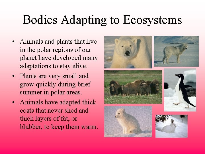 Bodies Adapting to Ecosystems • Animals and plants that live in the polar regions