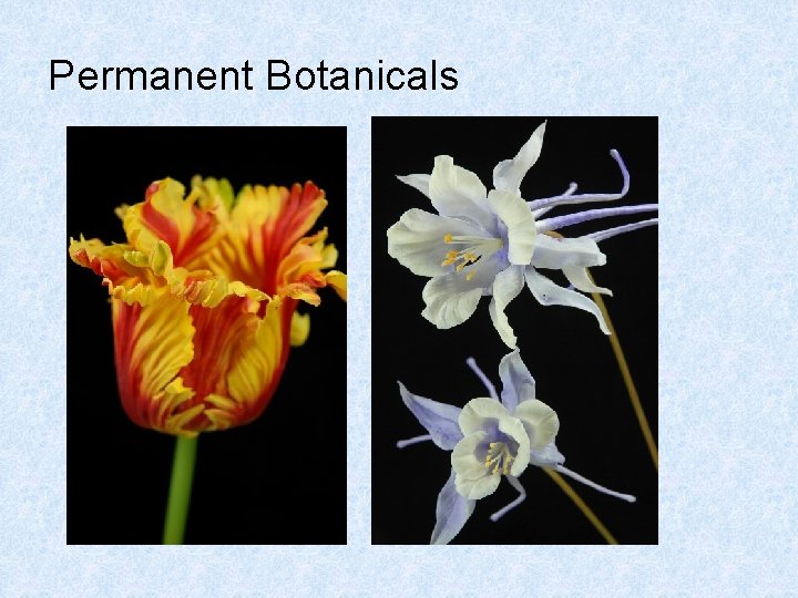 Permanent Botanicals 