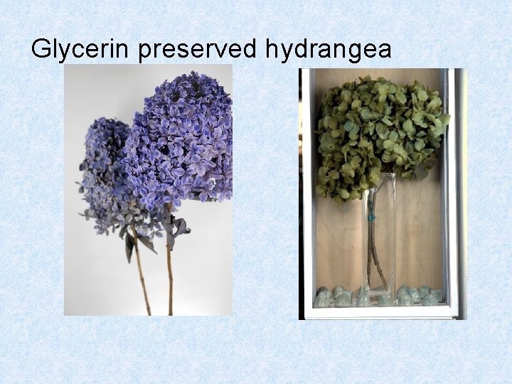 Glycerin preserved hydrangea Glycerin preserved hydrangea