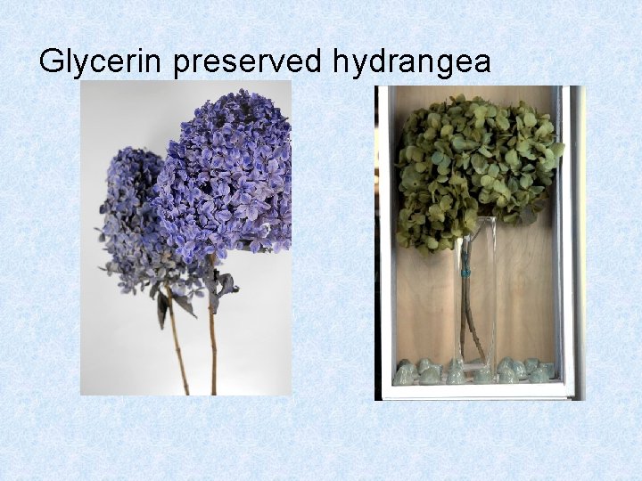 Glycerin preserved hydrangea 