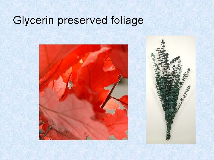 Glycerin preserved foliage Glycerin preserved foliage