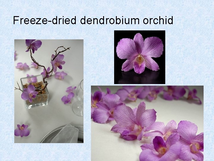Freeze-dried dendrobium orchid Freeze-dried dendrobium orchid
