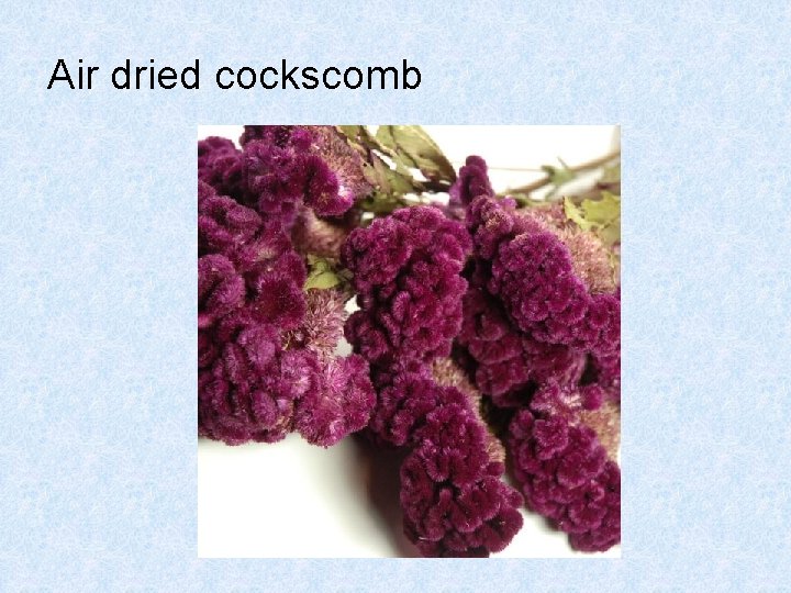 Air dried cockscomb 